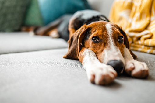 Adorable perro de raza mixta relajante en el sofá photo