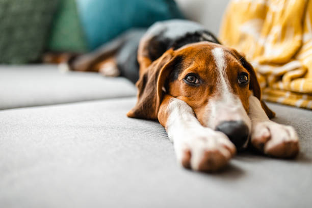 adorable mixed breed dog relaxing on sofa - dog puppy lying down looking at camera imagens e fotografias de stock