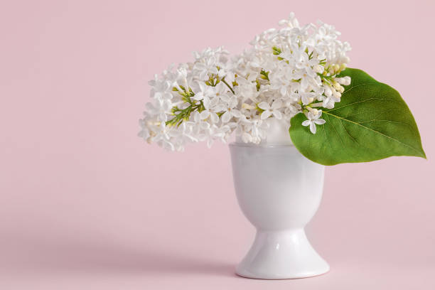 istock White lilac in a white vase 1241223538