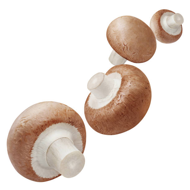 istock Flying delicious mushrooms on white 1241225123