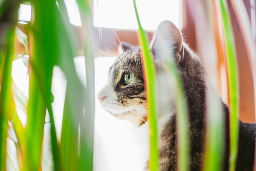 Close up portrait of cat, shot through plants.
