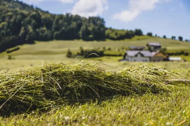 Fresh mowed hay on a meadow, countryside