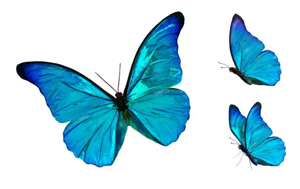 Set of four beautiful blue butterflies Cymothoe excelsa isolated on white background. Butterfly Nymphalidae with spread wings and in flight.