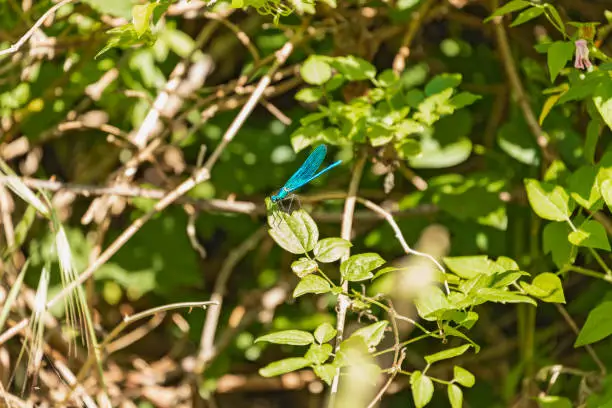 Photo of Blue Damselfly (Calopteryx Virgo) resting on a leaf in the sun, in the Selva del Lamone Natural Reserve