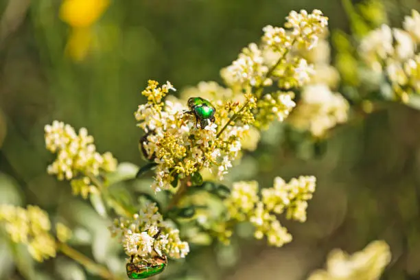 Photo of Two Rose Chafer (Cetonia Aurata) feed with nectar from withe flowers in the sun, in the Selva del Lamone Natural Reserve