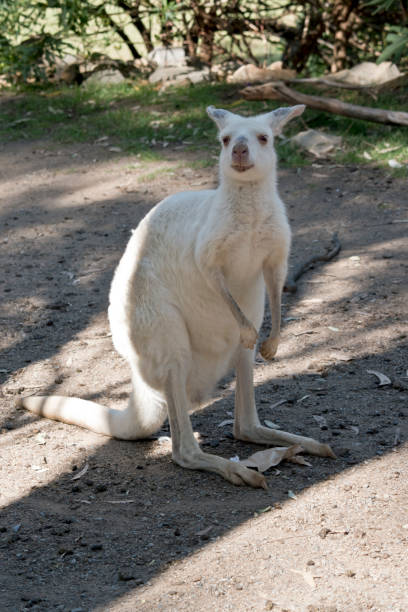 istock the albino western grey kangaroo is standing on its hind legs 1241259423