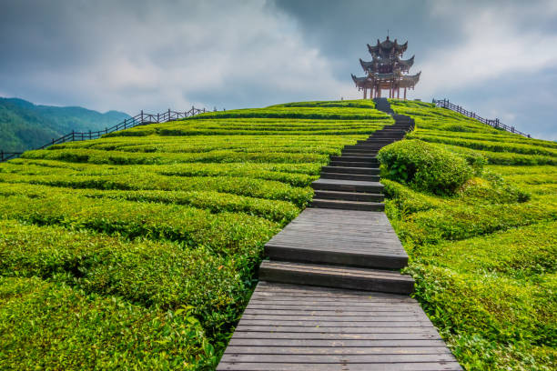 istock Chinese Classical Pagoda in Tea Garden 1241263033
