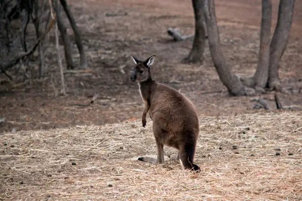 the kangaroo island-kangaroo is eating hay