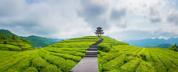istock Chinese Classical Pagoda in Tea Garden 1241265750