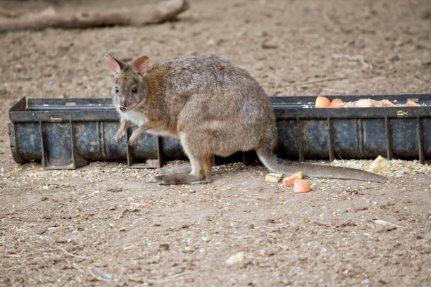 the pademelon is a rufous and grey small marsupial