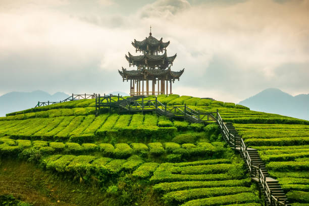 istock Chinese Classical Pagoda in Tea Garden 1241266268