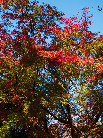 Leaves in the process of turning orange at the start of Autumn