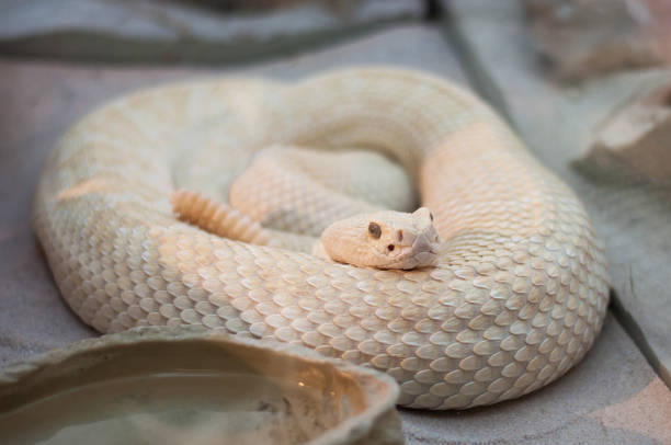 istock white snake in reptile zoo. terrarium 1241274357
