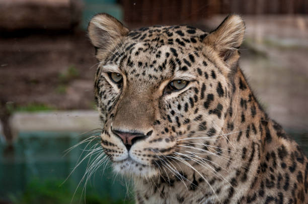 istock Far Eastern leopard in captivity. A beautiful adult Far Eastern leopard is in a cage. zoo 1241274892