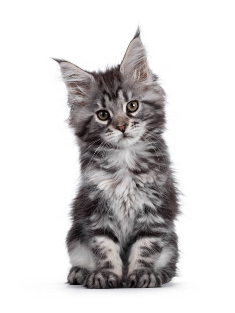istock Silver tabby Maine Coon kitten on white 1241274910