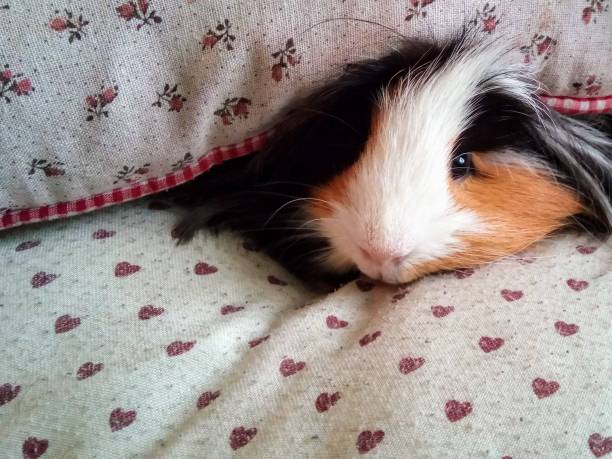 istock Lovely guinean pig 1241276530