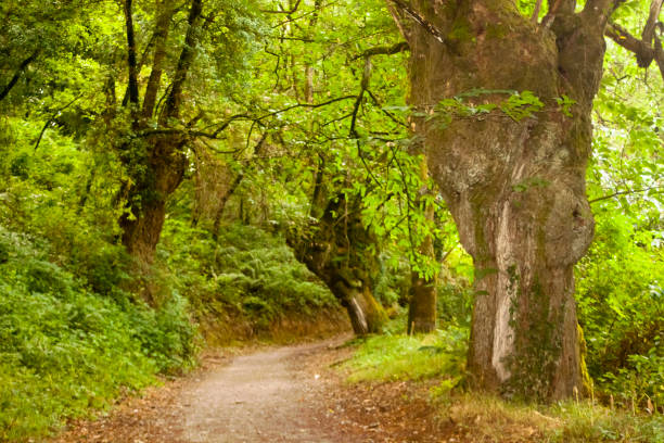 Camino de Santiago footpath in oak tree forest in summertime. Lugo province, Galicia, Spain.