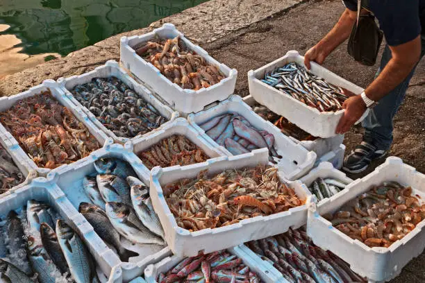 crates of fresh fish and crustaceans on the quay of the Adriatic sea fishing port