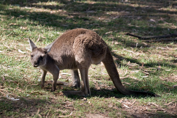 istock this is a joey western grey kangaroo 1241284970