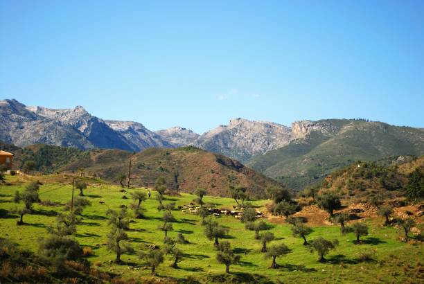 oliveira com montanhas atrás, tolox, espanha. - andalusia landscape spanish culture olive tree - fotografias e filmes do acervo