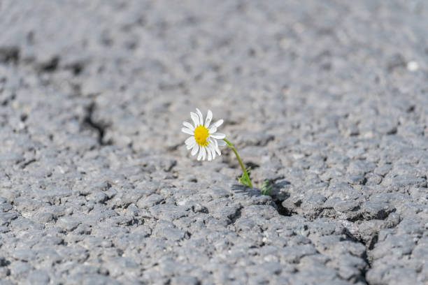istock beautiful daisy grows through a crack in the asphalt 1241288679
