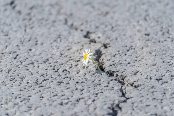 istock beautiful daisy grows through a crack in the asphalt 1241292408
