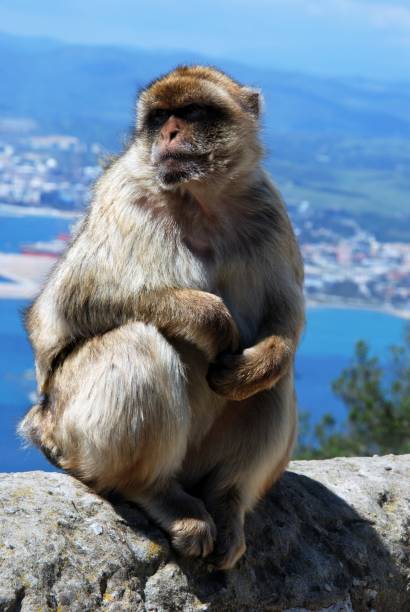 barbary ape, gibraltar. - 18801 zdjęcia i obrazy z banku zdjęć