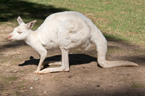 istock this is a side view of an albino western grey kangaroo 1241293444