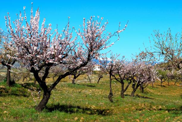istock Almond orchard, Cadiar, Spain. 1241296653