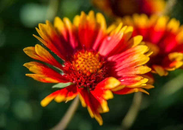 Flor de Gaillardia pulchella - foto de stock