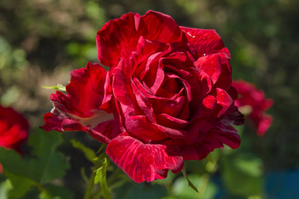 Flower of rose stock photo