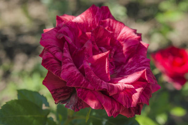 Flor de una rosa a rayas - foto de stock