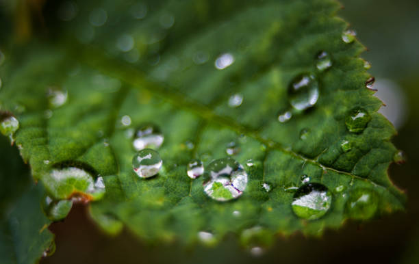 Gotas de agua en la hoja - foto de stock