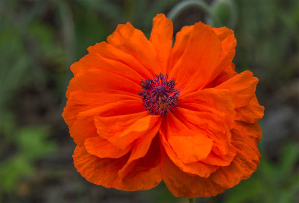 Fleur de pavot - Photo