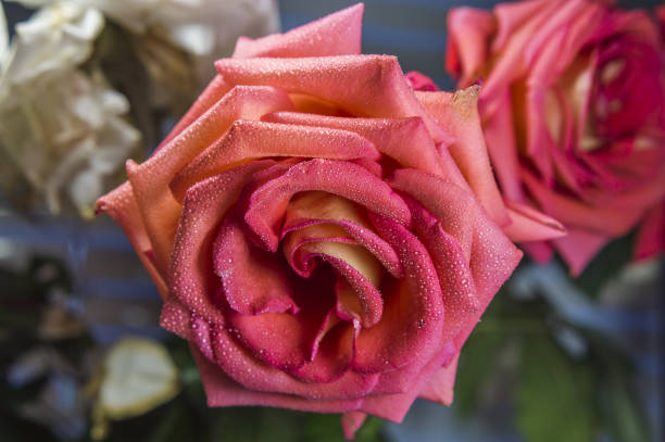 Wet rose flower stock photo