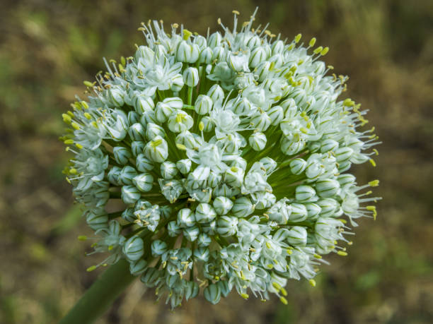 Flor de cebolla - foto de stock