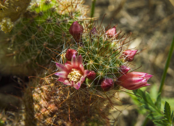 Flores de cactus - foto de stock