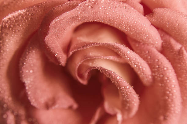 Pétales de fleur de rose - Photo