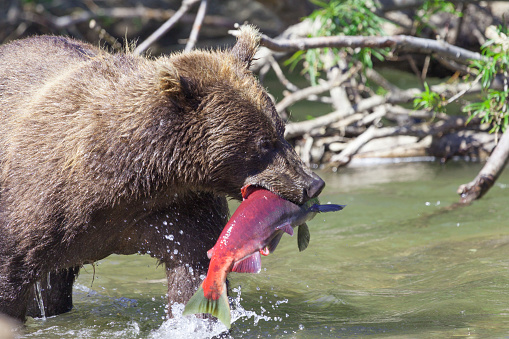 Face of a wild bear with fish close-up. The concept of bears hunting salmon during spawning.