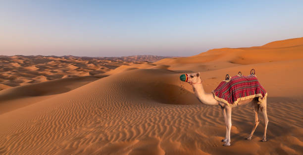 istock Camel in the desert. United Arab Emirates. 1241338393