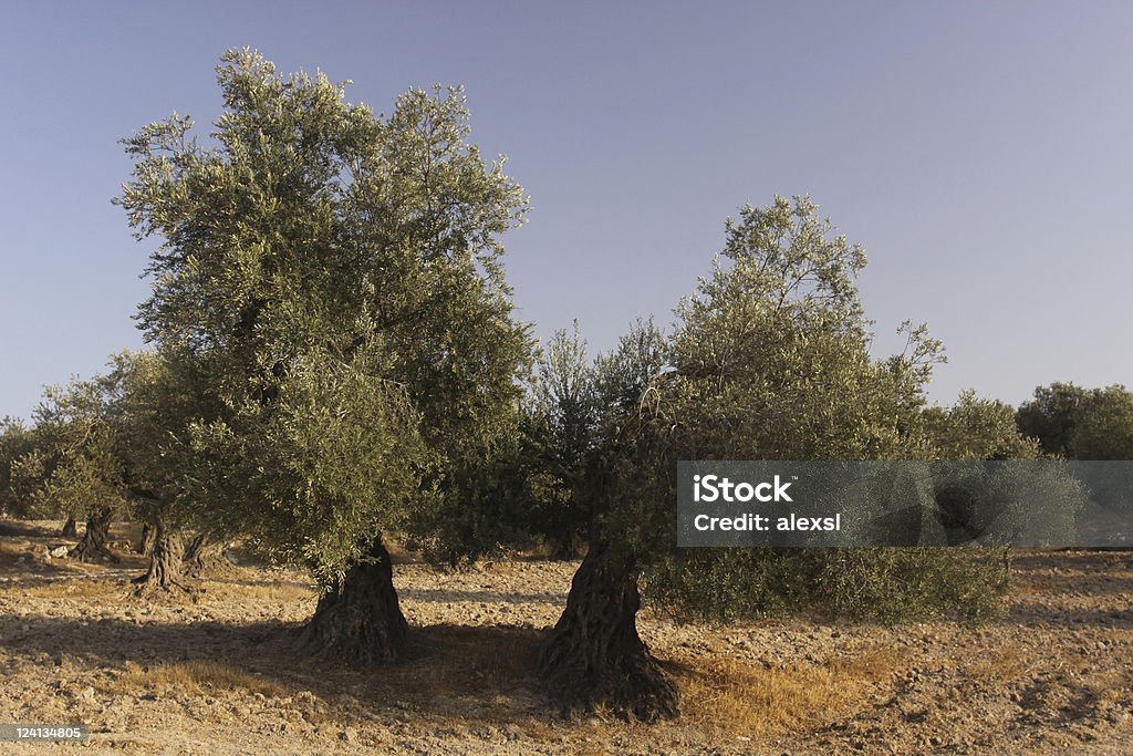 Old Olive Trees  Garden Of Gethsemane Stock Photo