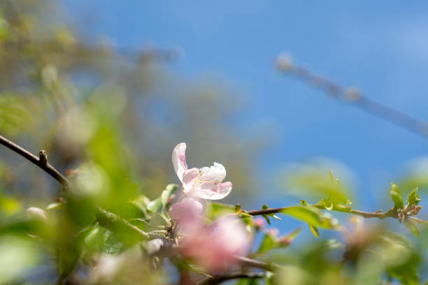 Beautiful colorful flowers are bloom on trees with selective focus and copy space on nature background in springtime at park and forest. Easy to crop for all social media and print sizes and space for your titles.