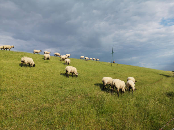 istock sheep on the dike close to Varel sluice 1241352139