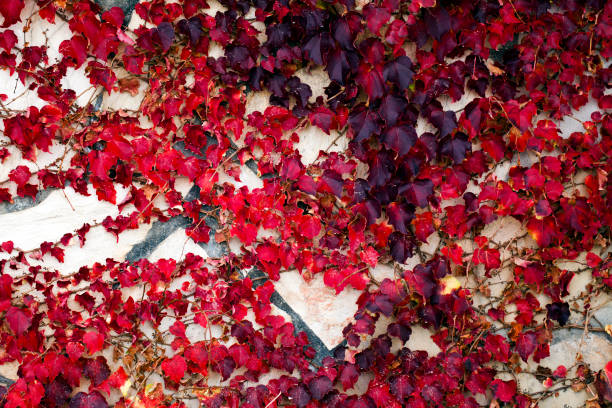 istock Abstract Background Natural Leaves on Wall 1241360886