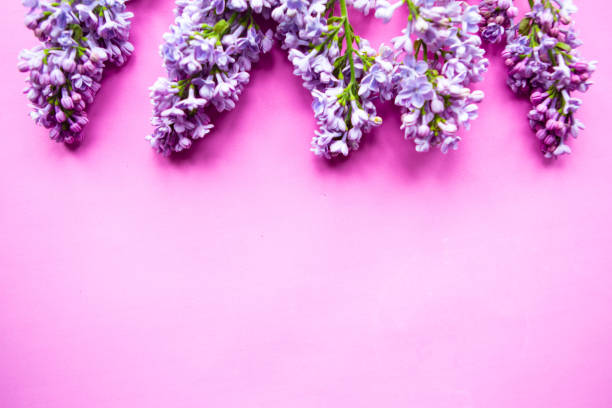 istock Blooming lilac frame on purple background. Copy space for the text. banner 1241368803