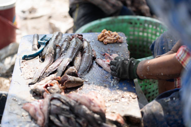 istock Snakehead fish is cut and cleaned before cooking. 1241370066