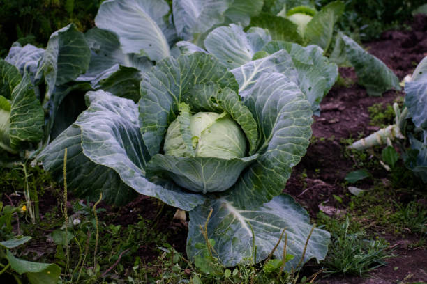 istock Cabbage grow in home vegetable garden. Fresh kitchen garden cabbage. 1241370692