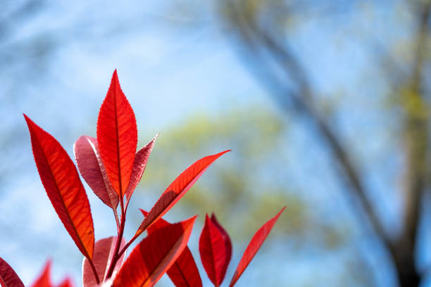 Beautiful colorful flowers are bloom on trees with selective focus and copy space on nature background in springtime at park and forest. Easy to crop for all social media and print sizes and space for your titles.