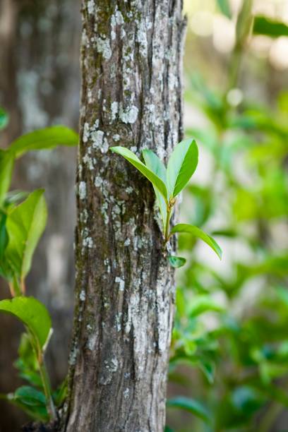 istock beautiful green leaves emerging from a tree stem 1241373563