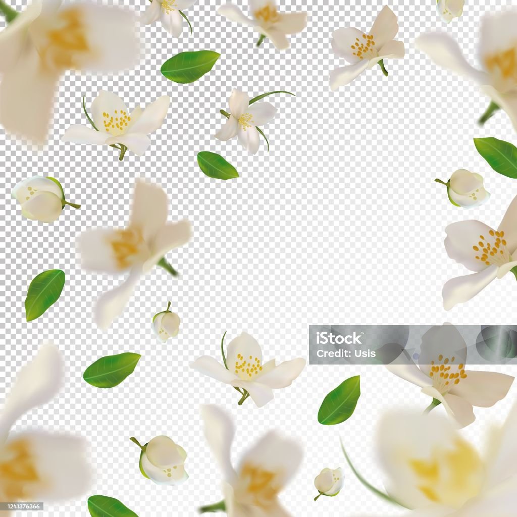 Ilustración de Jazmín Realista 3d Con Hoja Verde Flor De Jazmín Blanco En Movimiento Hermoso Fondo De Jazmín Cayendo Jazmín De Flores Ilustración Vectorial y más Vectores Libres de Derechos de Jazmín - Ilustración de Jazmín Realista 3d Con Hoja Verde Flor De Jazmín Blanco En Movimiento Hermoso Fondo De Jazmín Cayendo Jazmín De Flores Ilustración Vectorial y más Vectores Libres de Derechos de Jazmín -